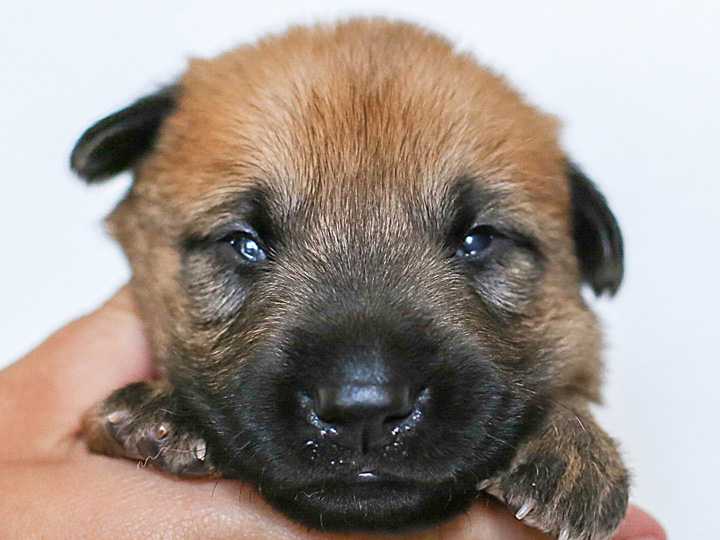 chinook puppy